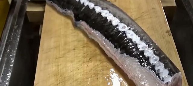 鲟鱼苗什么时候会有鱼卵？如何提高鱼卵的存活率？