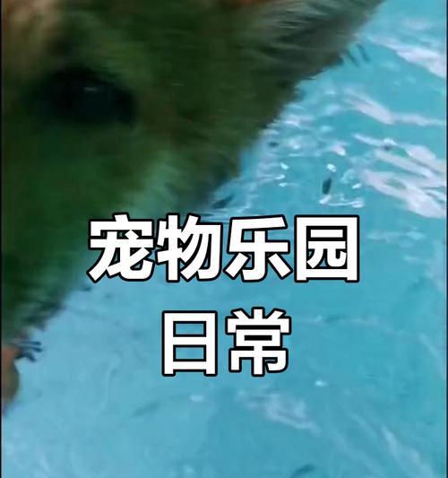 柴犬的市场价格是多少？游泳一次需要多少钱？