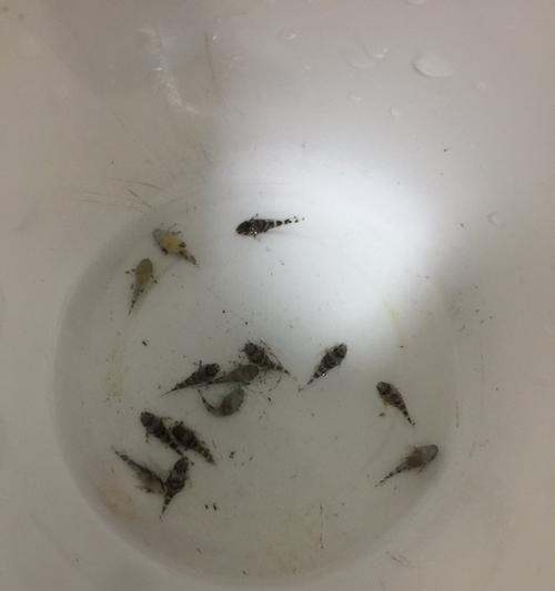 异型鱼苗烂尾可能由哪些因素引起？