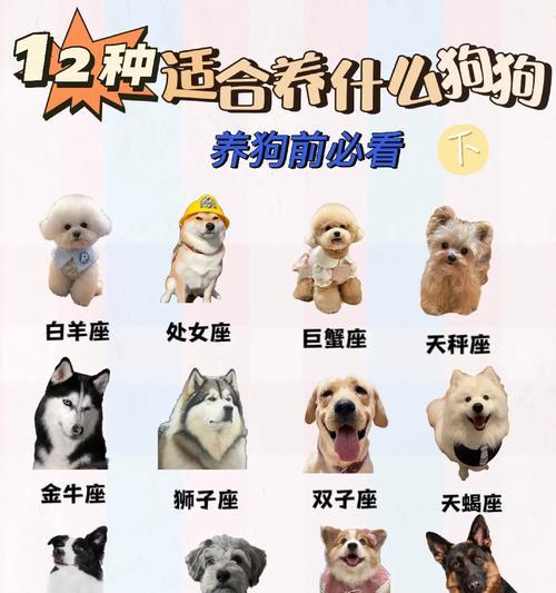 万州地区适合养哪些大型犬？