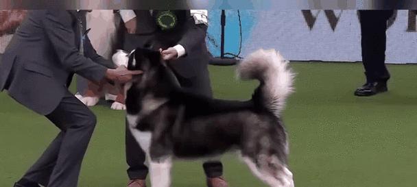 万州地区适合养哪些大型犬？