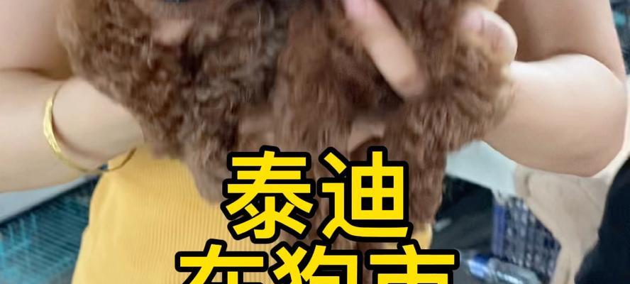 在狗市购买成年泰迪犬需要多少钱？