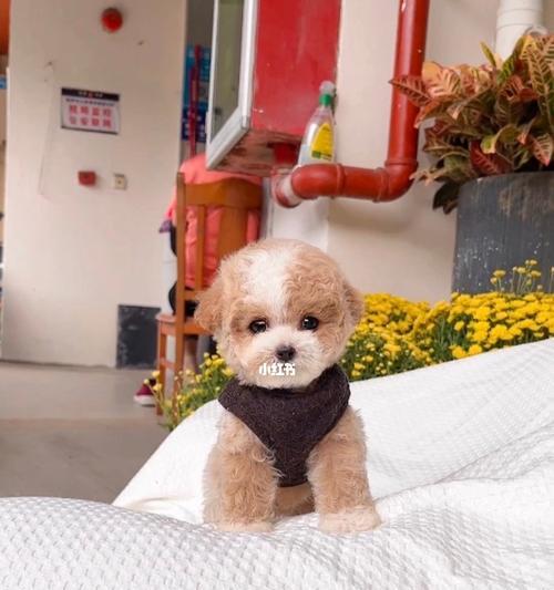 燃烧泰迪的价格是多少？
