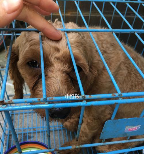 在浑南捡到泰迪狗狗需要支付多少钱？领养流程是怎样的？