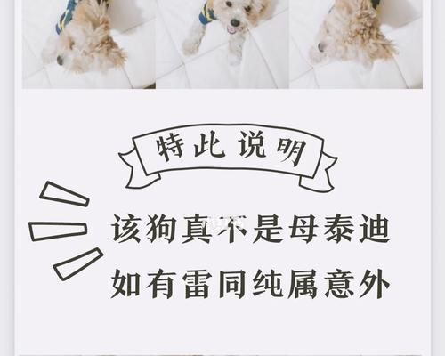 在浑南捡到泰迪狗狗需要支付多少钱？领养流程是怎样的？