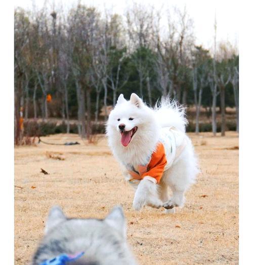 哪些品牌提供大型犬的搞怪服装？如何选择合适的款式？