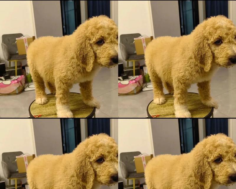 出售巨贵泰迪幼犬的价格是多少？如何确保幼犬的健康？