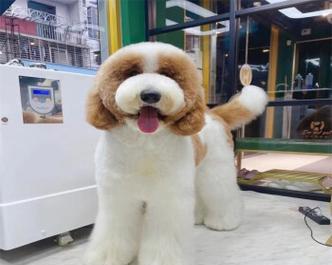 出售巨贵泰迪幼犬的价格是多少？如何确保幼犬的健康？