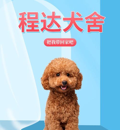 出售巨贵泰迪幼犬的价格是多少？如何确保幼犬的健康？