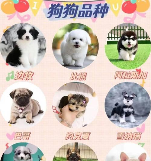 阿柴元梦的市场价格是多少？