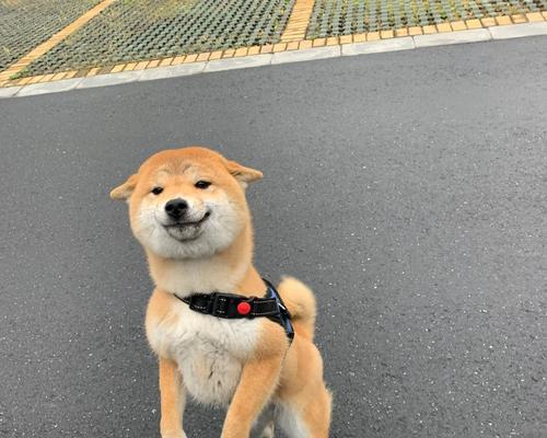 贵溪家养柴犬的质量如何？价格是多少？