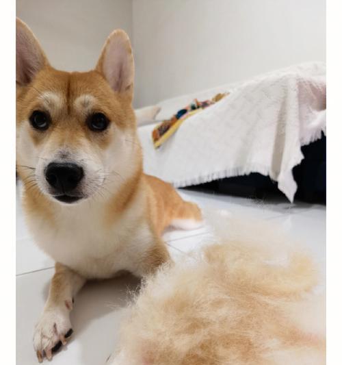 贵溪家养柴犬的质量如何？价格是多少？