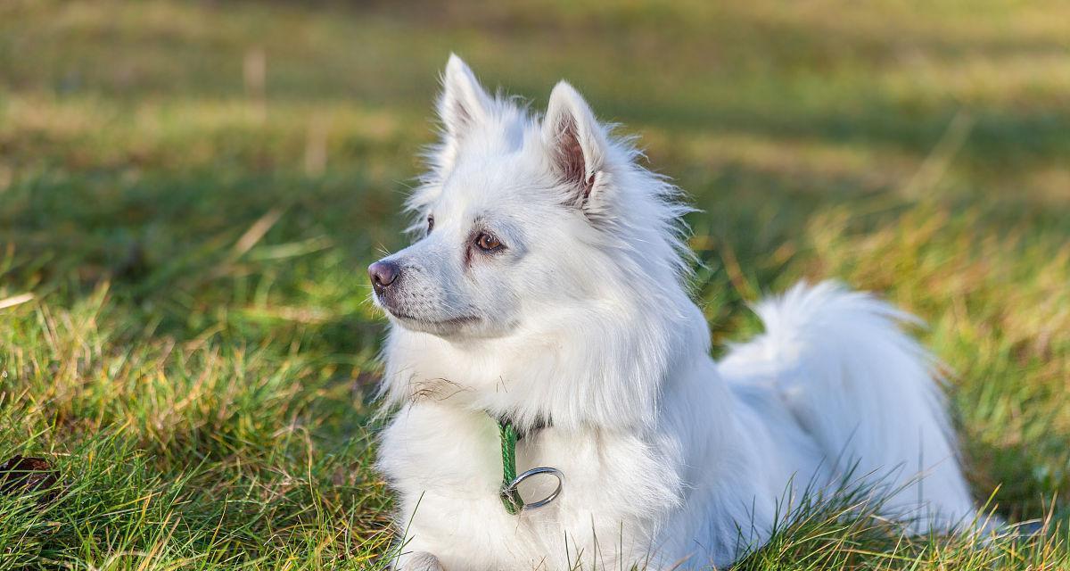 有哪些纯白色的大型短毛犬种？