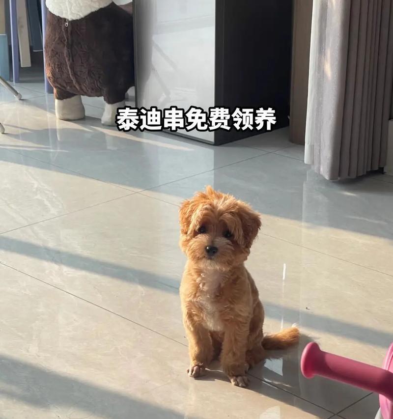 金花泰迪串串的价格是多少？购买时需要注意什么？