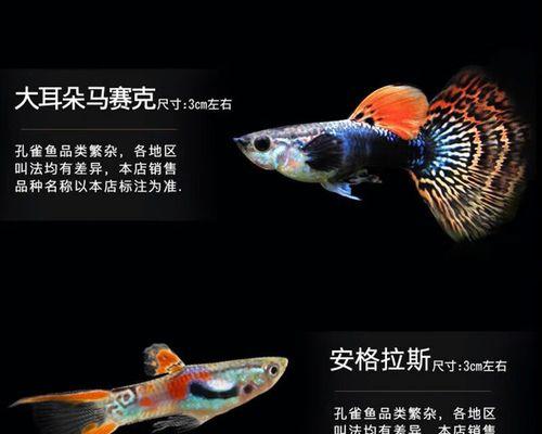 玛丽小鱼苗的数量为什么越来越少？如何解决？
