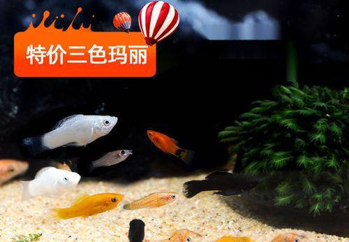 玛丽小鱼苗的数量为什么越来越少？如何解决？
