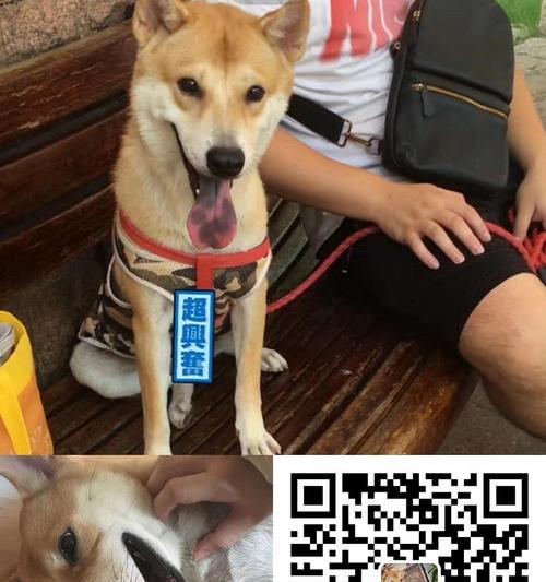 呈贡领养柴犬的地点和费用是多少？