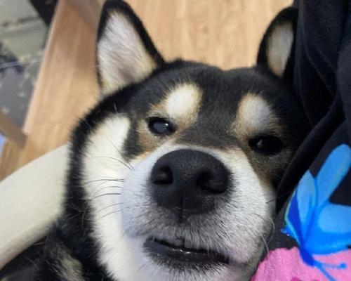 番茄柴犬的市场价格是多少？购买时应注意什么？