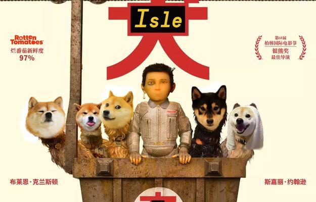 番茄柴犬的市场价格是多少？购买时应注意什么？