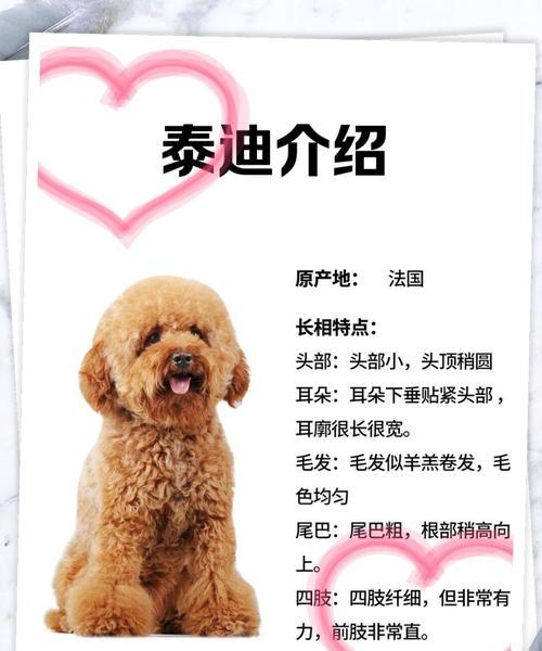 灌南堆沟泰迪出售价格多少？购买时应考虑哪些因素？