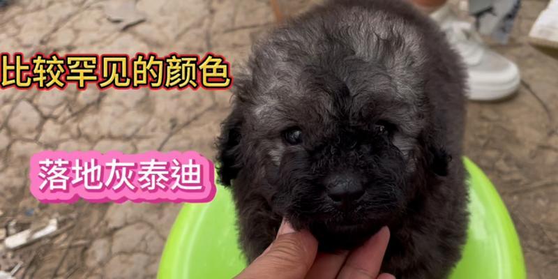 泰迪贴满贴纸的费用是多少？贴纸对泰迪有何影响？