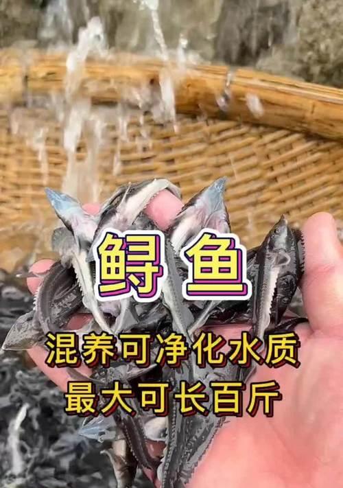鲟鱼苗的营养食谱是什么？如何选择合适的鱼食？