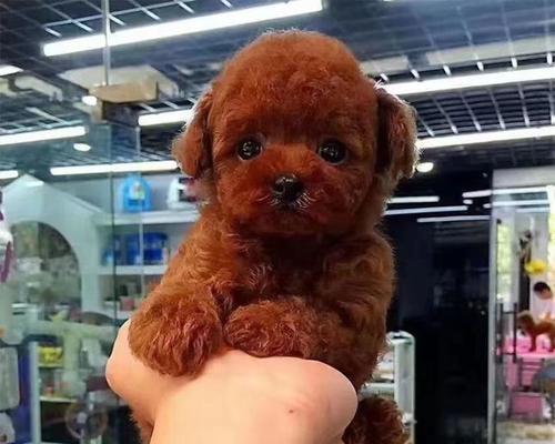 永清茶杯泰迪一只的价格是多少？