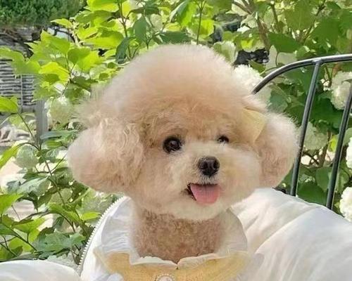 永清茶杯泰迪一只的价格是多少？