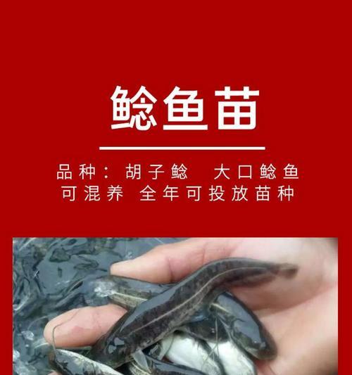 鲶鱼苗为什么不动了？不爱动的原因是什么？