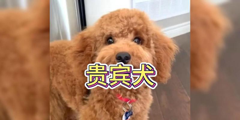 阜阳卖泰迪的在哪里啊多少钱？购买泰迪犬需要注意什么？