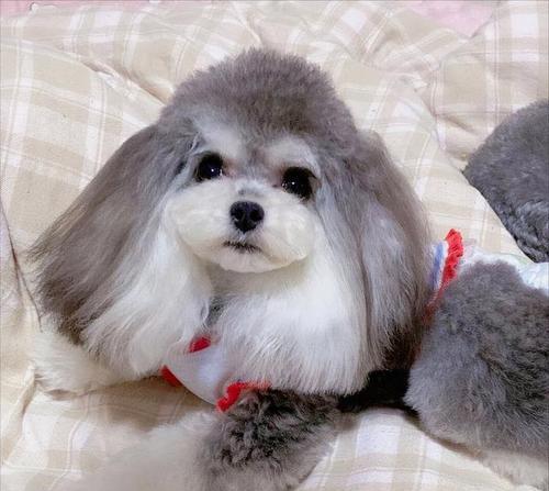 阜阳卖泰迪的在哪里啊多少钱？购买泰迪犬需要注意什么？