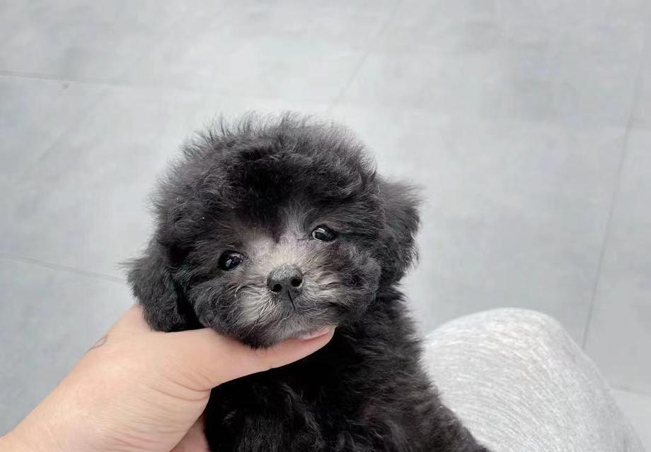 阜阳卖泰迪的在哪里啊多少钱？购买泰迪犬需要注意什么？