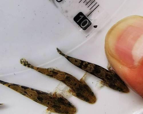 哪种鱼苗不易被发现？