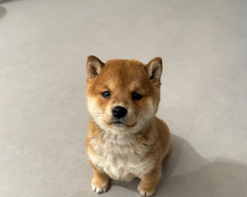 母柴犬的标准体重是多少？