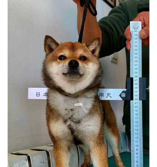 母柴犬的标准体重是多少？