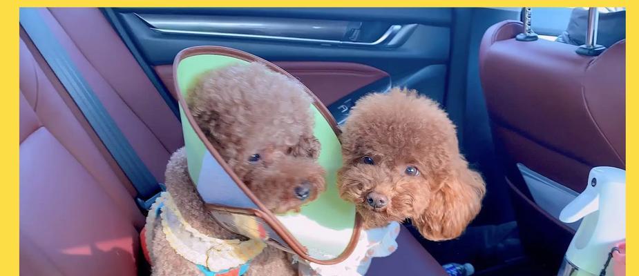 泰迪犬多少天睁开眼睛？如何照顾刚睁开眼睛的泰迪犬？