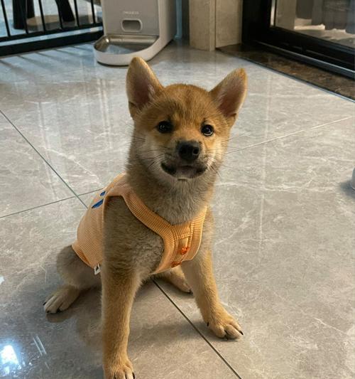 柴犬成年后的标准身高和体重是多少？如何保持柴犬的健康体重？