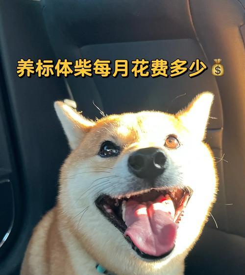 柴犬成年后的标准身高和体重是多少？如何保持柴犬的健康体重？