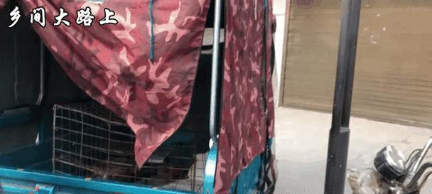 鄢陵捡到一只泰迪狗需要多少钱？价格是多少？