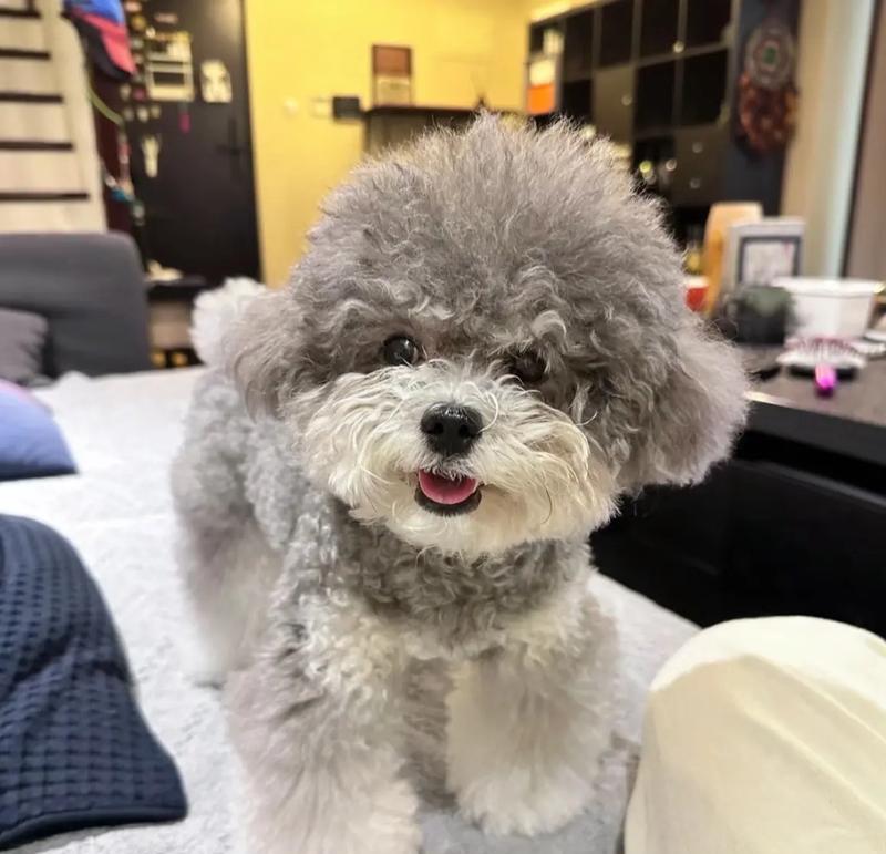 灰泰迪多少斤最可爱？灰泰迪的理想体重是多少？