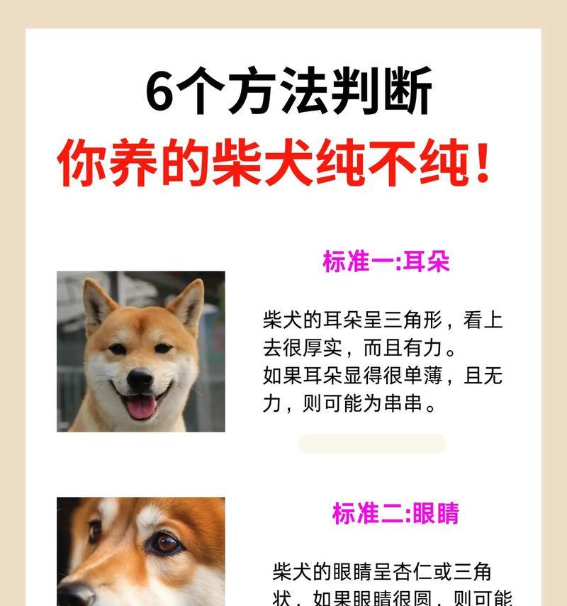 在上海购买柴犬的价格是多少？上海柴犬的价格是否偏高？