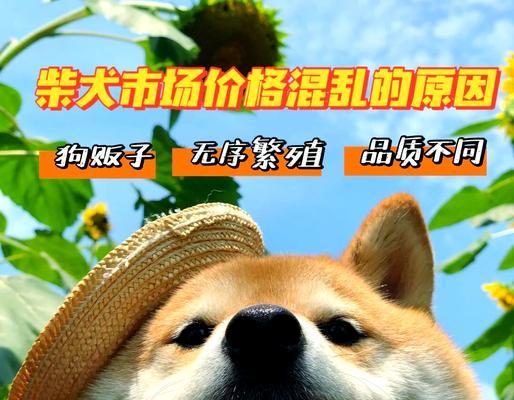 在上海购买柴犬的价格是多少？上海柴犬的价格是否偏高？