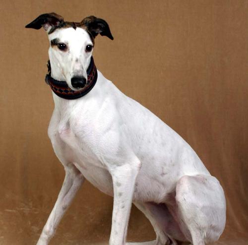 惠比特犬的捕猎技巧是什么？