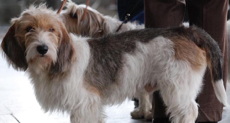 哪些小型犬品种较为名贵？