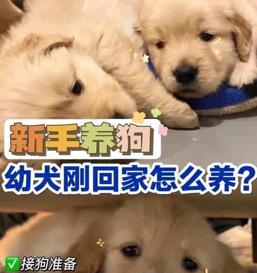 奶狗泡粮泡到什么程度就不能吃了？