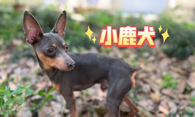 小鹿犬小型狗品种有哪些？小鹿犬的饲养和护理需要注意什么？