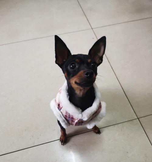 小鹿犬小型狗品种有哪些？小鹿犬的饲养和护理需要注意什么？