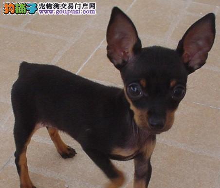 小鹿犬小型狗品种有哪些？小鹿犬的饲养和护理需要注意什么？