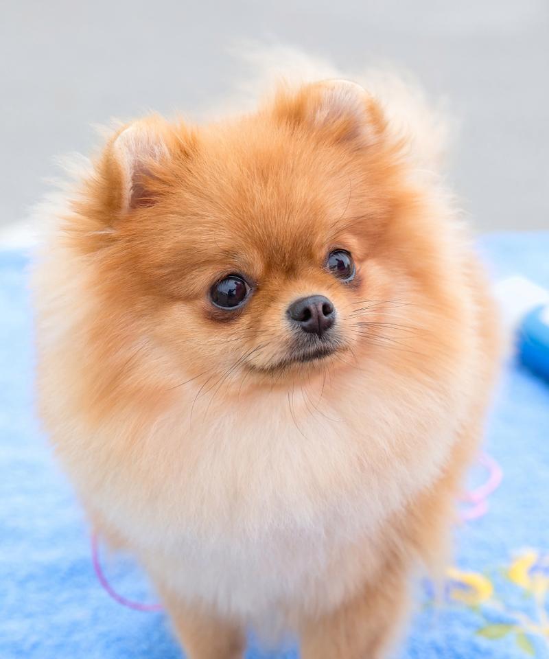 忻州有哪些博美小型犬？它们的特点是什么？