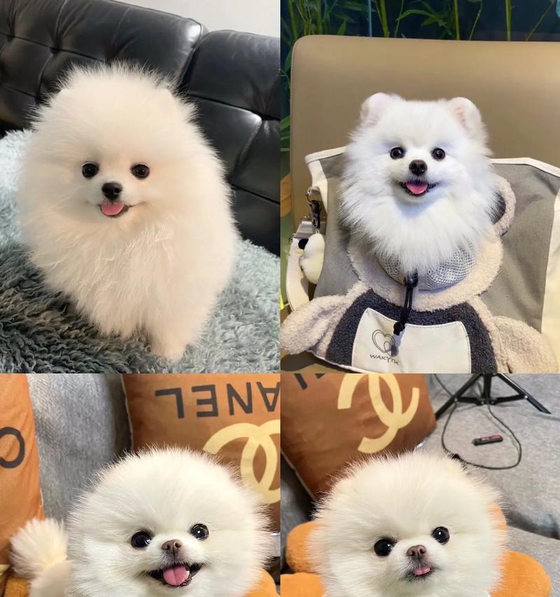 忻州有哪些博美小型犬？它们的特点是什么？